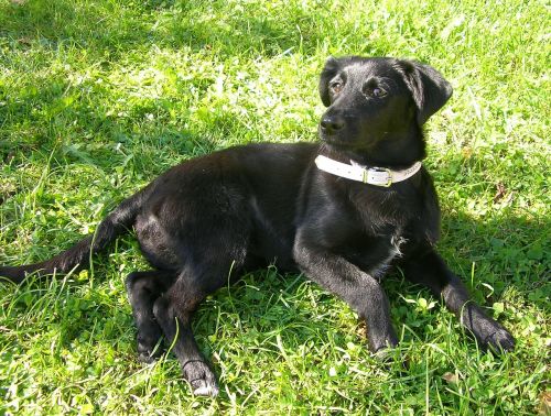 labrador dog puppy