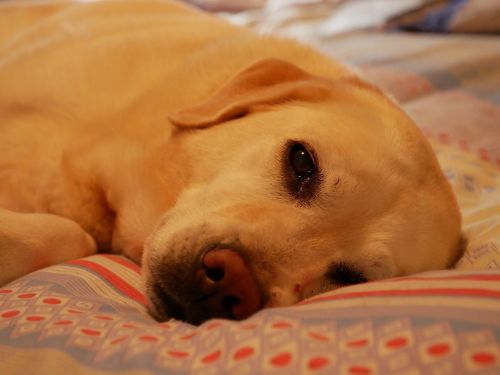 labrador sleeping dog