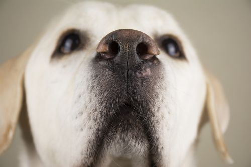 labrador dog cute