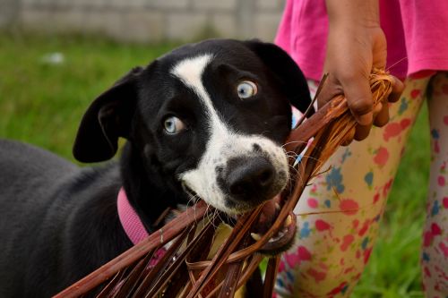 labrador dogs pet