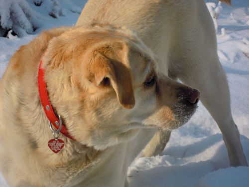 labrador dog winter