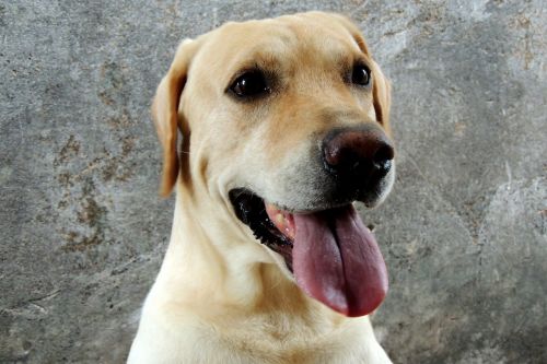 labrador dog animals