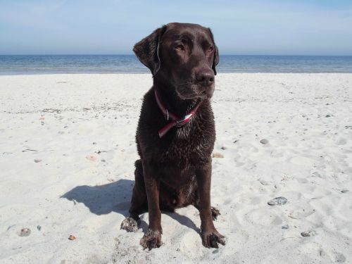 labrador beach baltic sea