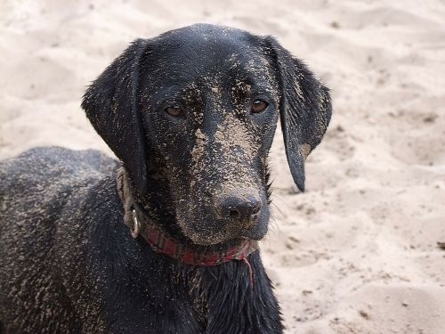 labrador dog beach