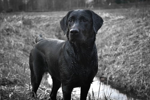 labrador  dog  black and white