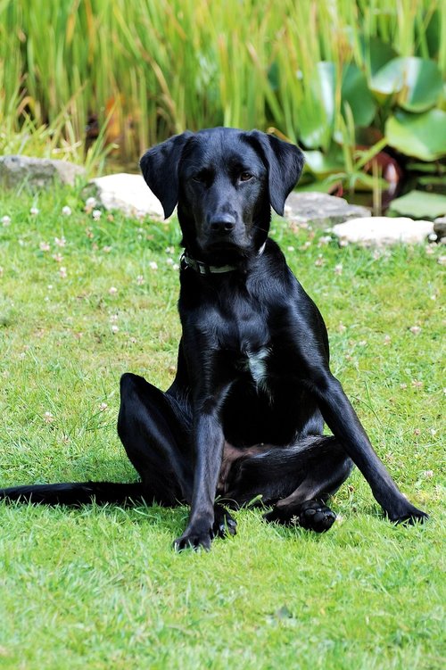 labrador  bitch  black