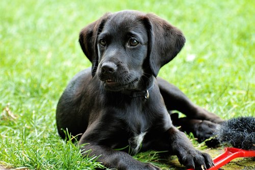 labrador  puppy  black