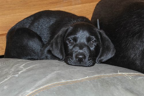 labrador  black  puppy