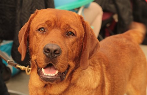 labrador  dogshow  dog