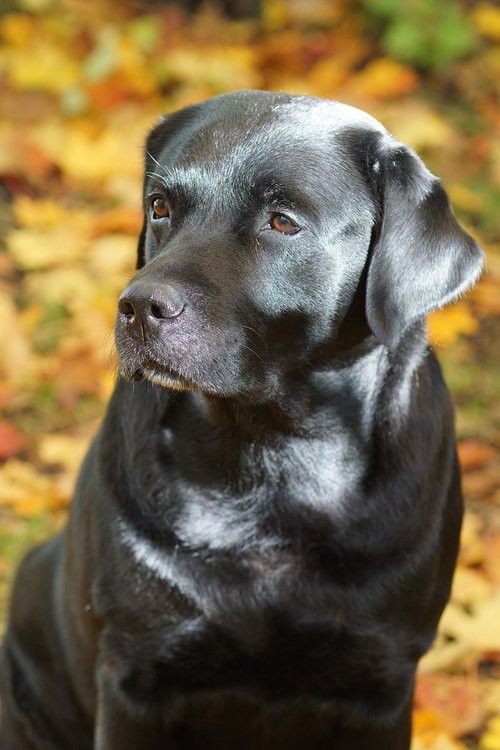 labrador  lab  dog