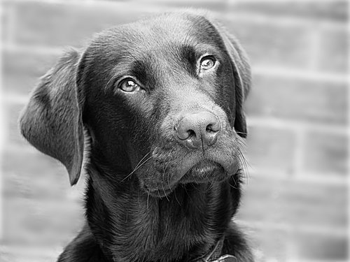 labrador  dog  retriever