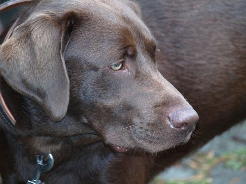 labrador dog pet