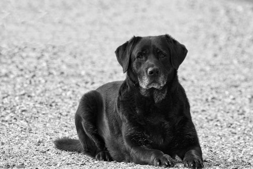 labrador  black  dog