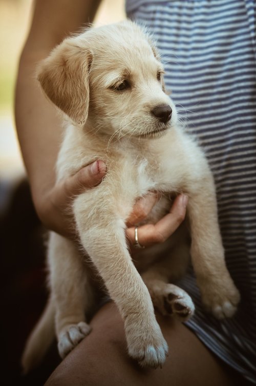 labrador  puppy  dog