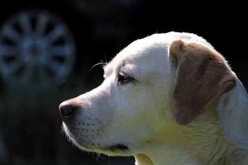 labrador  yellow  dog