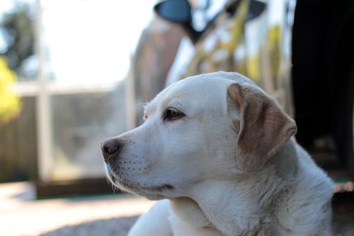 labrador  yellow  retriever