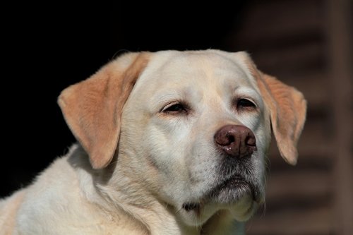 labrador  retriever  dog