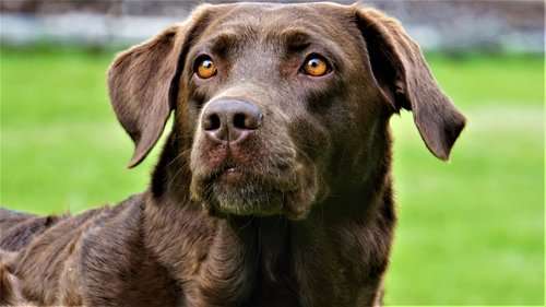 labrador  dog  pet