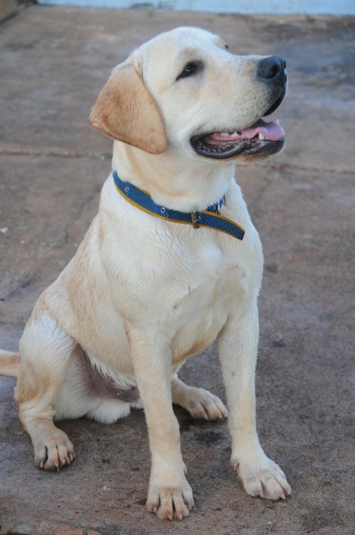 labrador dog canine