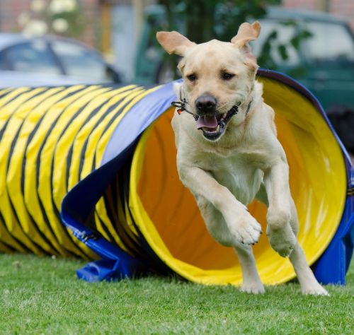 labrador tunnel agility