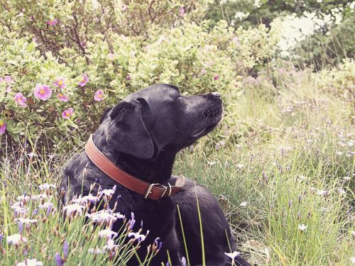 labrador dog nature