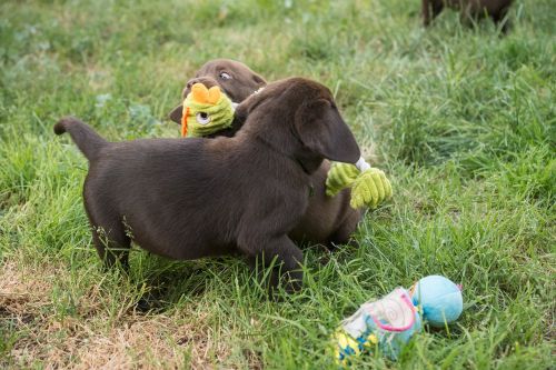 labrador chocolate puppy