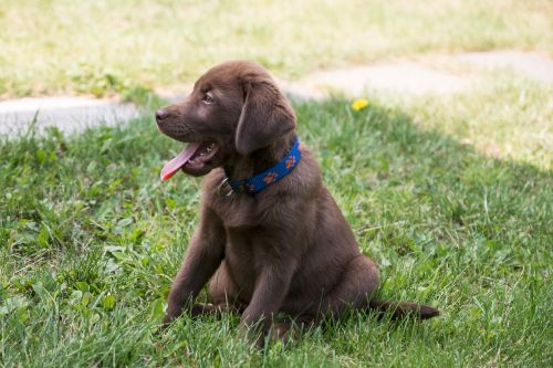 labrador puppy chocolate