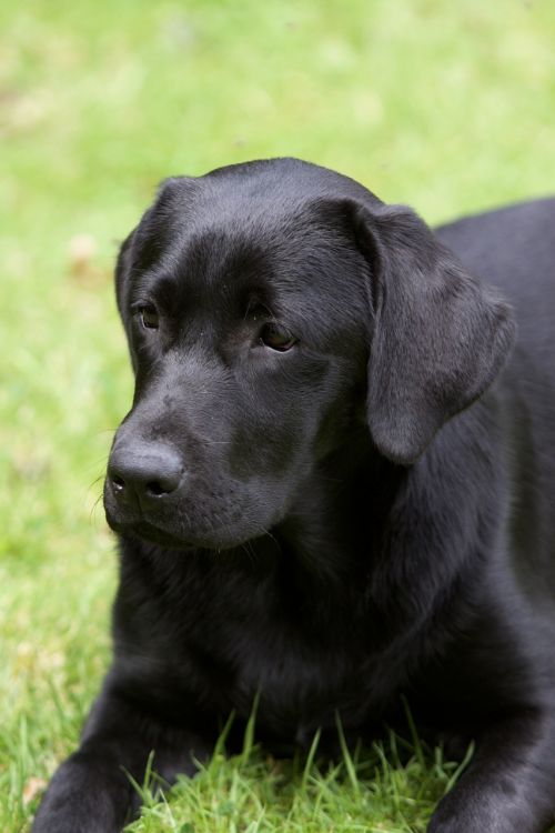 labrador dog black