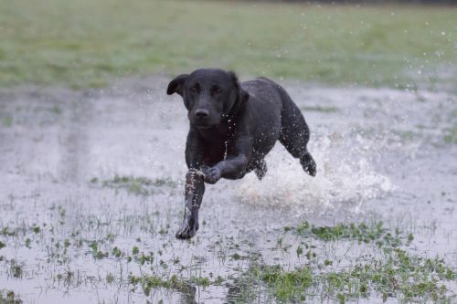 labrador black running over water working dog