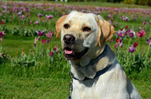 labrador retriever dog animal