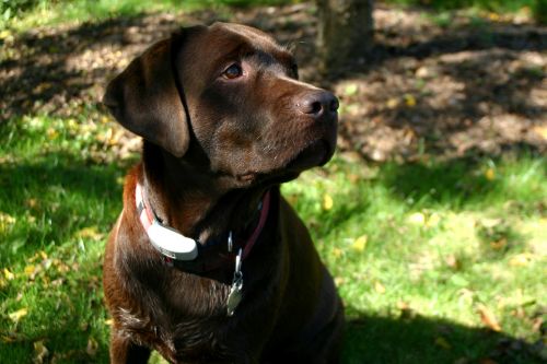 labrador retriever chocolate dog