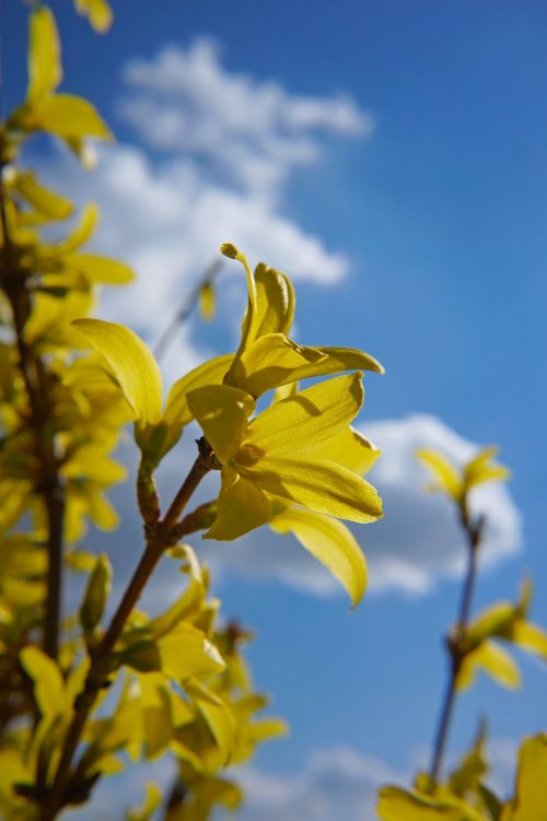 laburnum spring nature