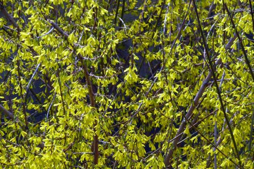 laburnum spring forsythia intermedia