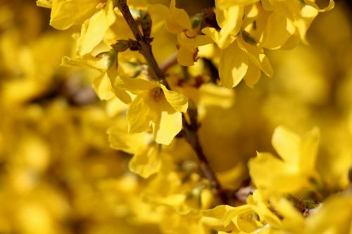 laburnum flower nature