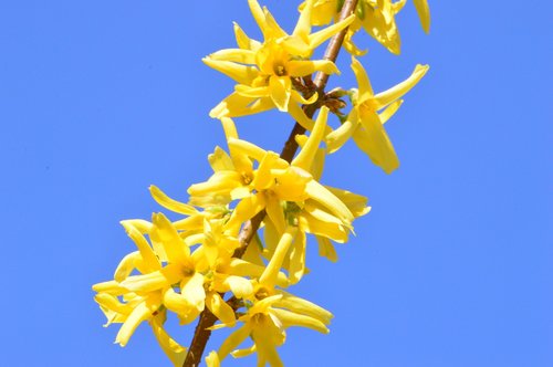 laburnum  yellow  flower