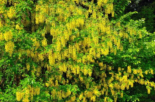 laburnum yellow green