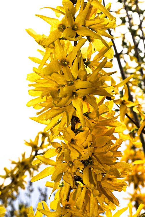 laburnum  flowers  garden