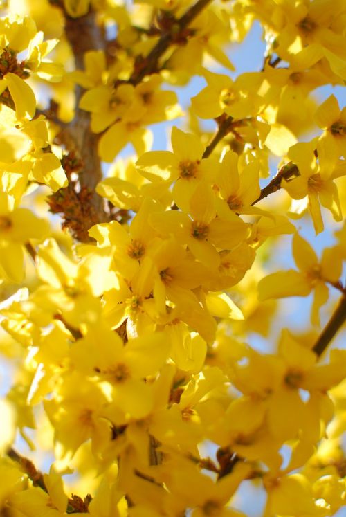 laburnum spring yellow