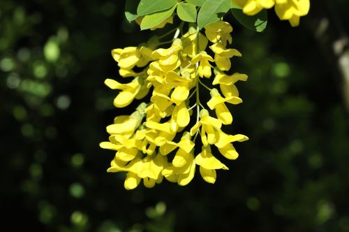 laburnum plant garden