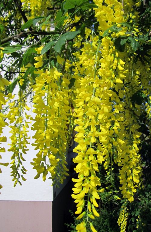 laburnum tree golden