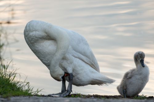 Swan And Young