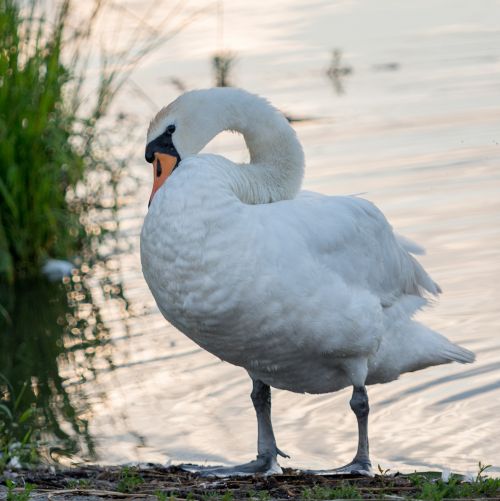 Swan Pose