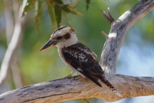 lachender hans bird australia