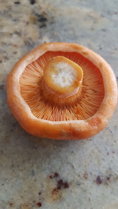 lactarius delicious mushrooms