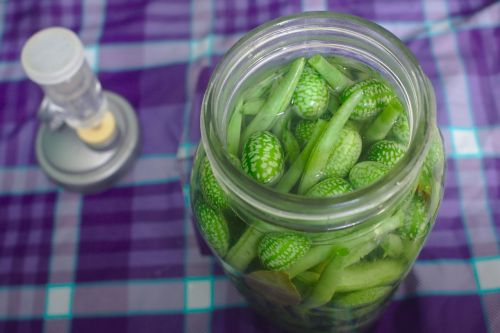 lacto-fermentation pickling homemade pickles