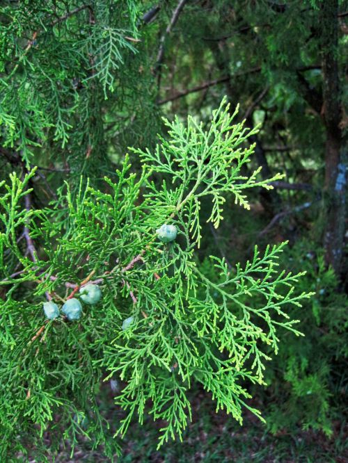 Lacy Conifer Branch