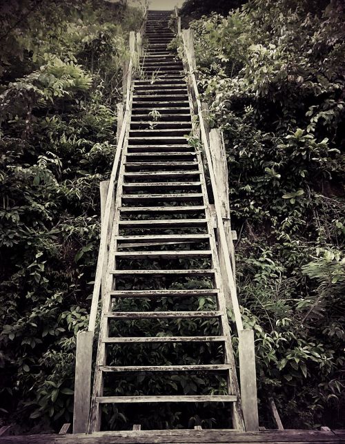 ladder of wood nature