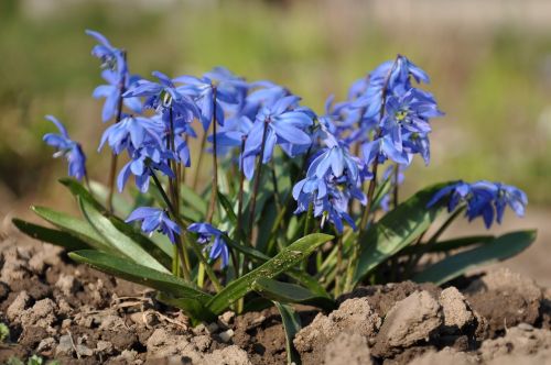 ladoňky spring blue