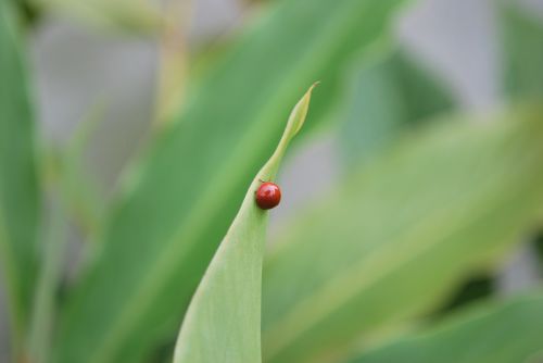 lady bug insect