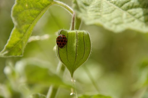 lady bird  bug  insect